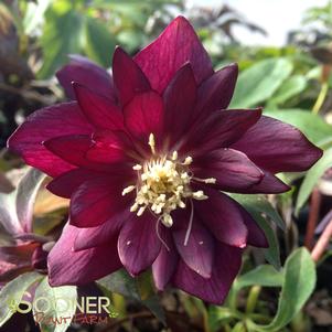 RED SAPPHIRE WINTER JEWELS™ LENTEN ROSE