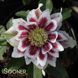 PAINTED DOUBLES WINTER JEWELS™ LENTEN ROSE