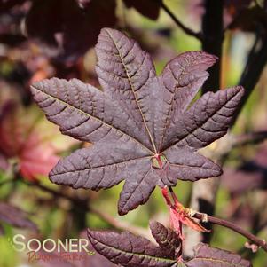 <em>Acer</em> BURGUNDY JEWEL VINE MAPLE: 