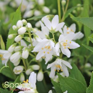 <em>Deutzia</em> YUKI SNOWFLAKE® DEUTZIA: 