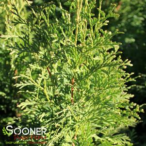 <em>Thuja</em> NORTH POLE® ARBORVITAE: 