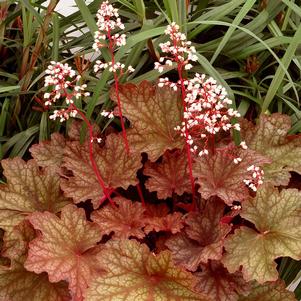 Heuchera x 'Rio'