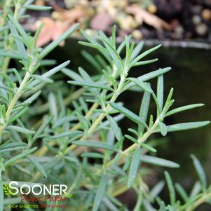 Rosmarinus officinalis 'Huntington Carpet'