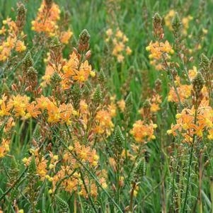 ORANGE ROCK LILY