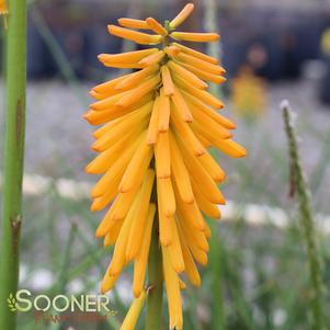 Kniphofia x 'Mango Popsicle'