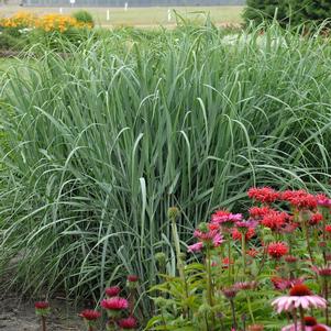 Panicum amarum 'Dewey Blue'