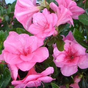 CHERRY PINK PRESTIGE™ ReBLOOM® AZALEA