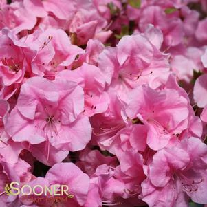 <em>Rhododendron</em> BLOOM-A-THON® PINK ADORATION™ AZALEA: 