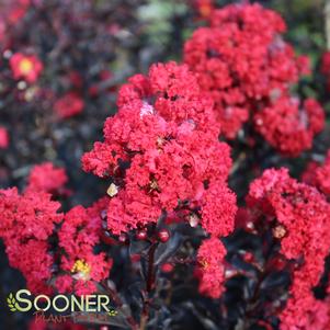 <em>Lagerstroemia</em> BLACK DIAMOND® BEST RED CRAPEMYRTLE: 