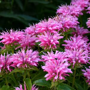 PARDON MY PINK BEEBALM