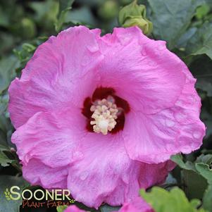 <em>Hibiscus</em> PINK ANGEL™ ALTHEA: 