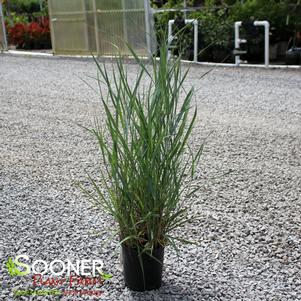 Panicum virgatum 'Prairie Sky'