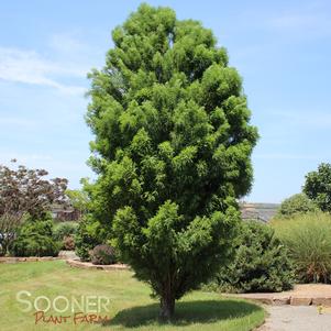 Taxodium distichum 'Skyward'