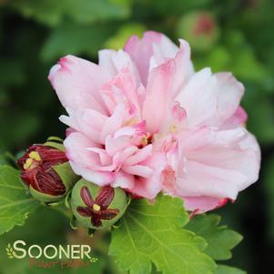 <em>Hibiscus</em> PEPPERMINT SMOOTHIE™ ALTHEA: 