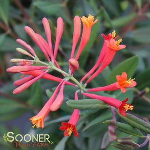 RED CHARM™ HONEYSUCKLE