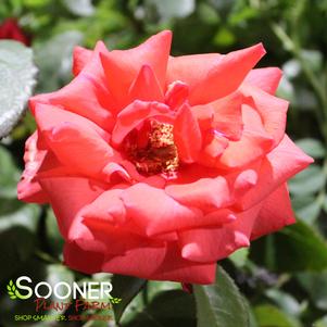 FRAGRANT CLOUD HYBRID TEA ROSE