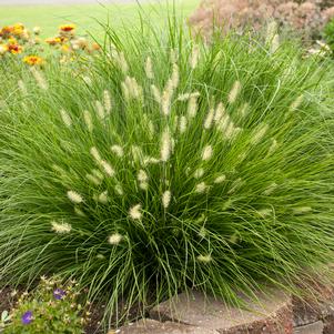 Pennisetum alopecuroides 'Little Bunny'