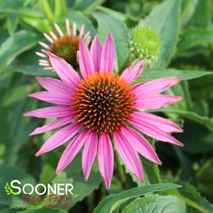 Echinacea purpurea 'Pica Bella'