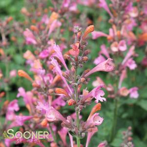 Agastache x 'Kudos Ambrosia'