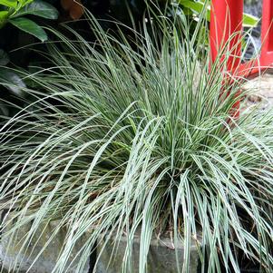 Carex oshimensis 'CarFit01'