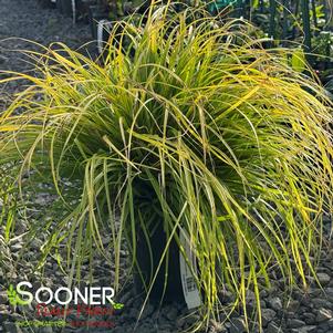 <em>Carex</em> EVERILLO SEDGE: 