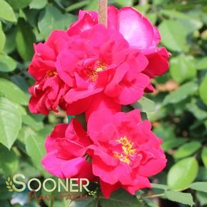 <em>Rosa</em> BLAZE IMPROVED CLIMBING ROSE: 