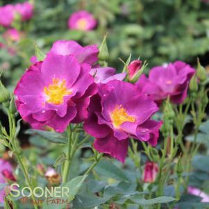 STORMY WEATHER™ CLIMBING ROSE