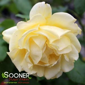 HAPPY GO LUCKY™ GRANDIFLORA ROSE