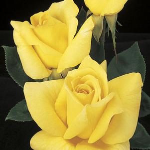 OREGOLD HYBRID TEA ROSE