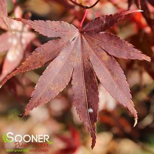 RHODE ISLAND RED UPRIGHT JAPANESE MAPLE