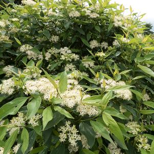 Cornus racemosa 'J.N. Red Stem'