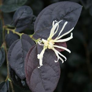 RUBY SNOW™ LOROPETALUM