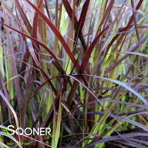 <em>Pennisetum setaceum</em> PURPLE FOUNTAIN GRASS: 