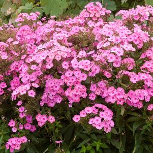 COTTON CANDY™ GARDEN PHLOX