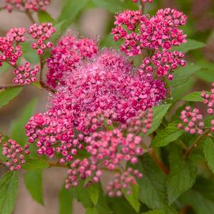 SUPERSTAR™ SPIRAEA