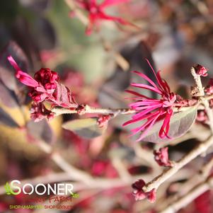 Loropetalum chinense var. rubrum 'PIILC-II'