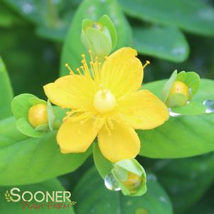 WHITE ST. JOHN'S WORT