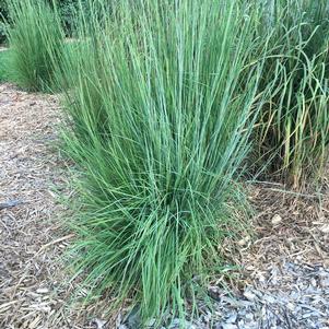 BLAZE LITTLE BLUESTEM