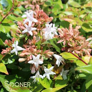 Abelia x grandiflora 'PIIAB-II'