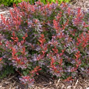 CABERNET® BARBERRY