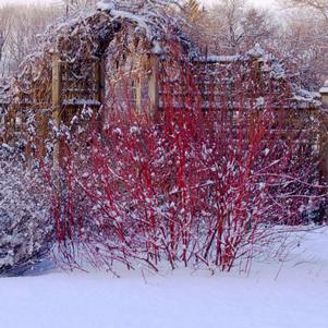 Cornus alba 'Minbat'