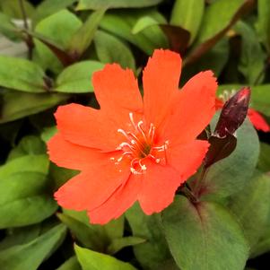 LIPSTICK CATCHFLY