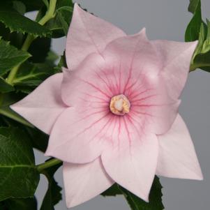 ASTRA DOUBLE PINK BALLOON FLOWER