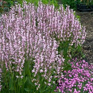 EVELINE MEADOW SAGE