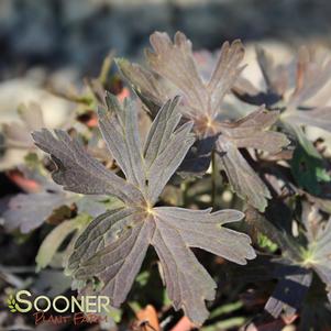 Geranium manculatum 'Espresso'