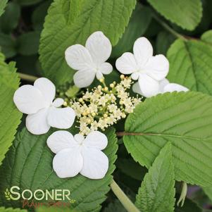 <em>Viburnum</em> KILIMANJARO VIBURNUM: 