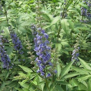 Vitex agnus-castus 'SMVACBD'