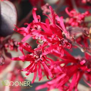 Loropetalum chinensis var. rubrum 'Cherry Blast'