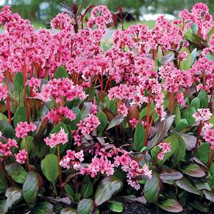 SPRING FLING BERGENIA