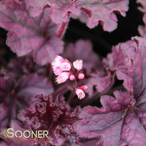 Heuchera x 'Forever Purple'